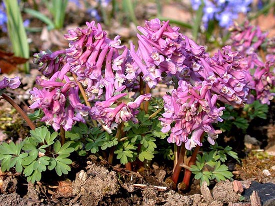  Image name: consolida2.jpg 
 width: 550 pixel 
 height: 413 pixel 
 Size: 93406 bytes 
 Click to enlarge 